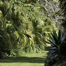 tropical garden planting