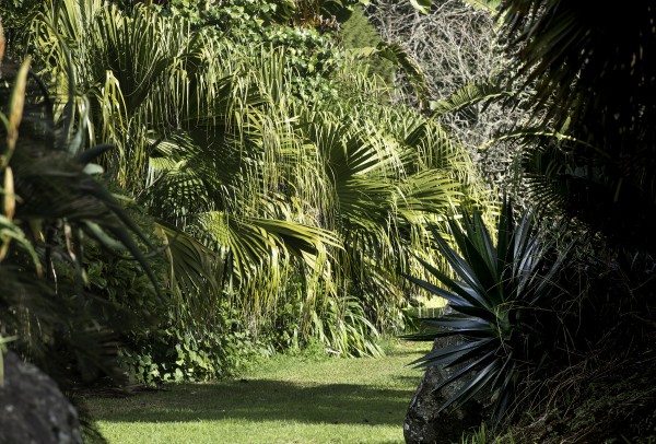 tropical garden planting