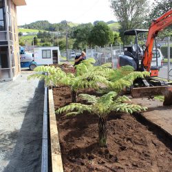 planting project johnson o shea 2