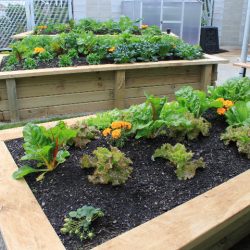 planting project tumanako