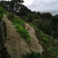 landscape design project querida and graeme mangawhai 01