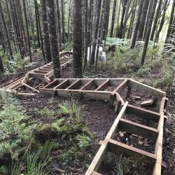 tangihua ranges-kauri dieback