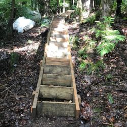 tangihua ranges-kauri dieback