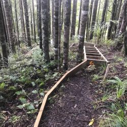 tangihua ranges-kauri dieback
