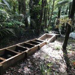 tangihua ranges-kauri dieback