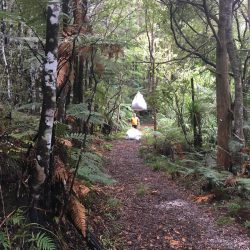 tangihua ranges-kauri dieback