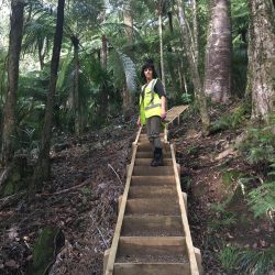 tangihua ranges-kauri dieback