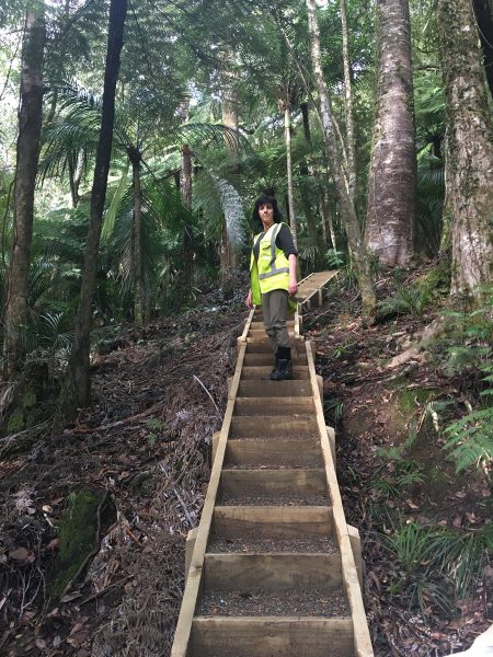 tangihua ranges-kauri dieback