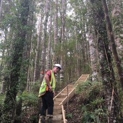 tangihua ranges-kauri dieback