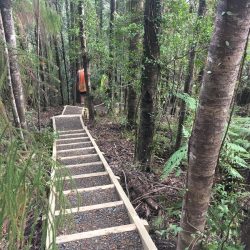 tangihua ranges-kauri dieback