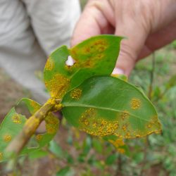 Myrtle Rust