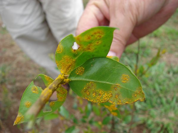 Myrtle Rust