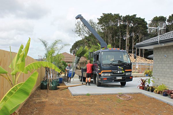 Transplanting Palm Trees at Totara Grove