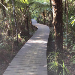 Karamatura Track, Waitakeres