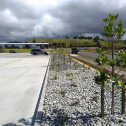 Corporate carpark planting at Ti Rakau Drive