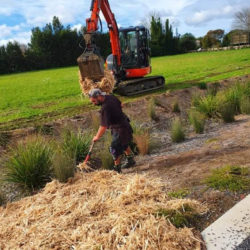 Kerikeri Subdivision Planting