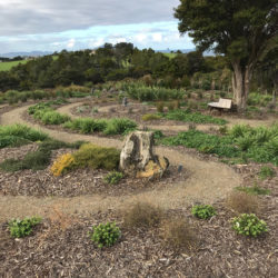 Native Maze Planting