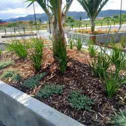 Pohe Island Carpark Planting