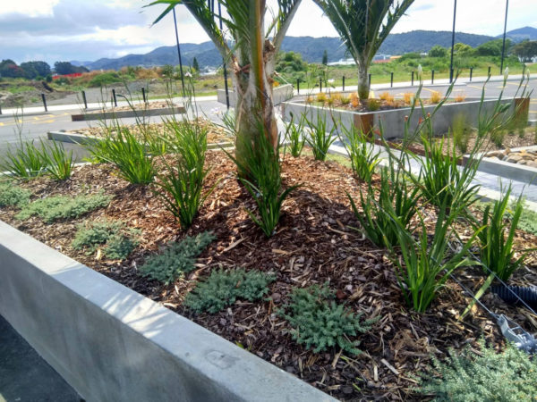 Pohe Island Carpark Planting