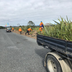 Uretiti Re-Vegetation Planting