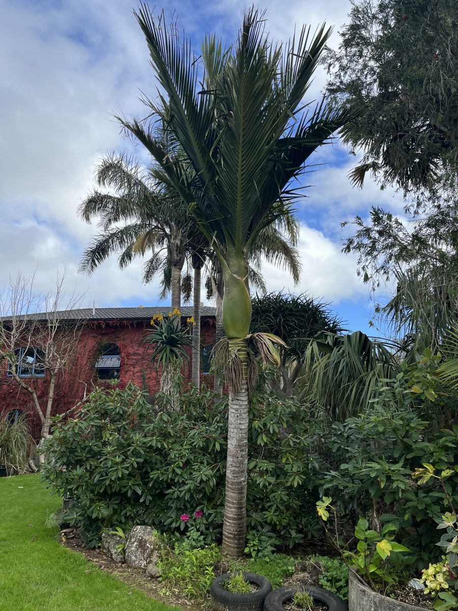 Nikau palm in an urban NZ garden