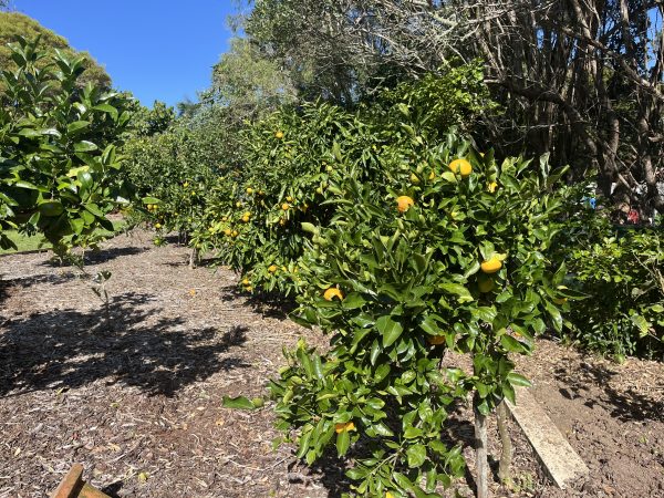 Landscaping with Fruit Trees