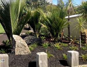 planting trees whangarei