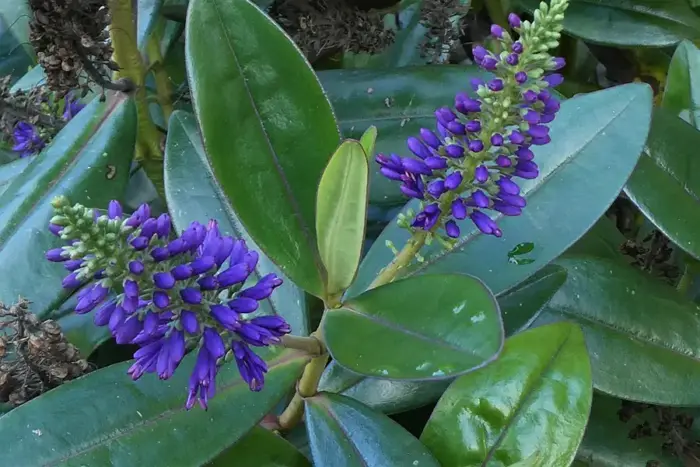 Purple-flowering hebe in a Northland garden