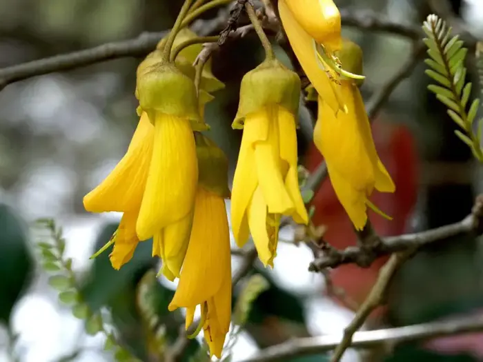 Kōwhai flowers hanging from a branch in a Northland garden
