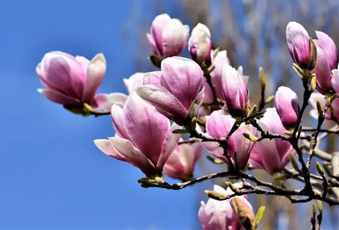 Pink magnolia flowers in bloom against a blue sky