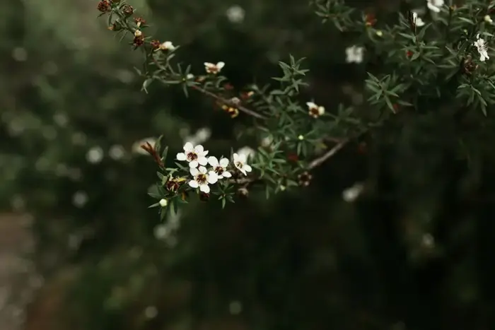 White mānuka flowers on a branch against dark foliage