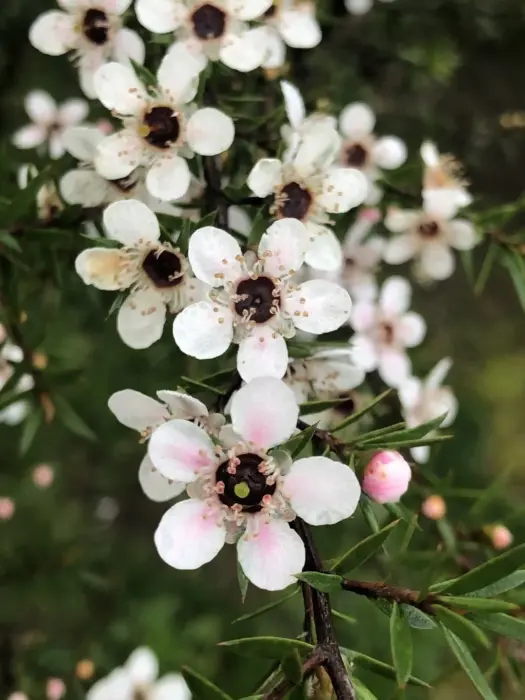 White mānuka flowers in bloom